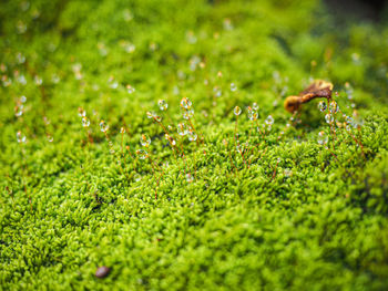 Close-up of wet mushroom growing on field