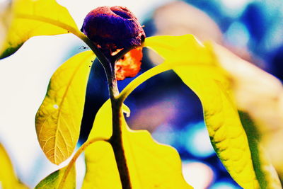 Colorful balloons in the dark