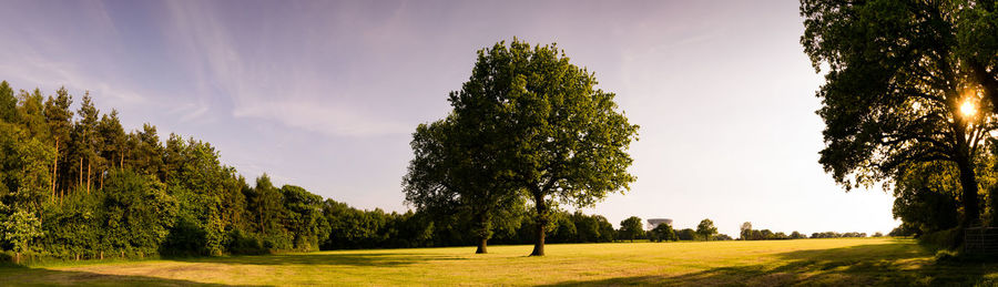 Panoramic view of trees on field against sky