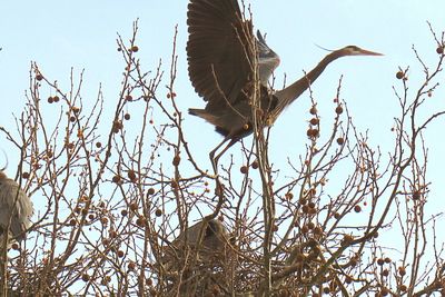 Low angle view of bird flying against clear sky