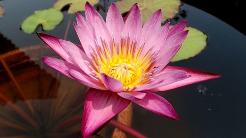 Close-up of lotus water lily