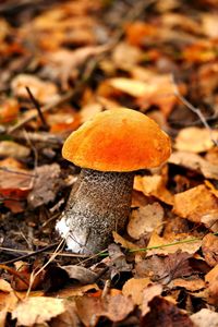 Close-up of mushroom growing on field