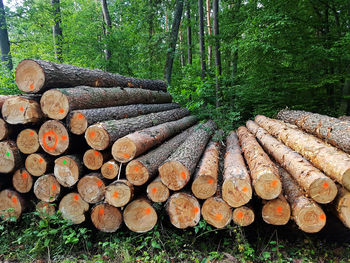 Stack of logs in forest