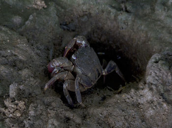 Close-up of a crab on sand