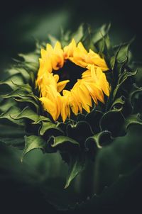 Close-up of yellow flowers blooming outdoors