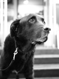 Close-up of dog looking away