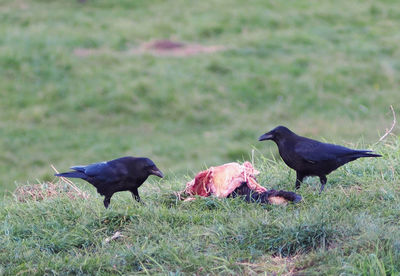 Black bird on a land