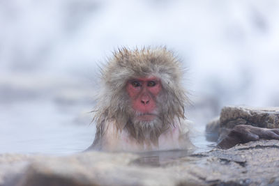 Japanese snow monkey in hot spring