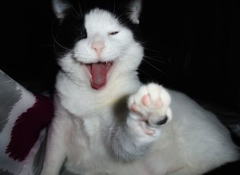 Close-up of cat yawning