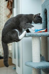 Close-up of a cat jump to cat tree