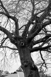 Low angle view of bare trees against sky