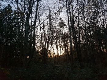 Trees in forest