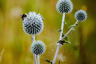 Close-up of dandelion on thistle