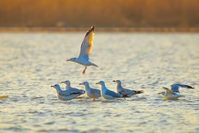 Seagulls flying over sea shore