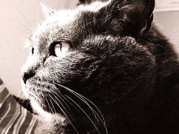 Close-up of cat looking away