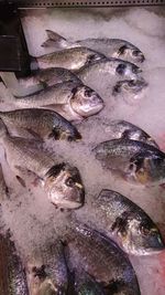 Close-up of fish for sale in market