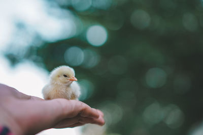 Close-up of hand holding chick