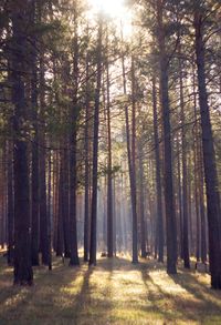 Trees in forest