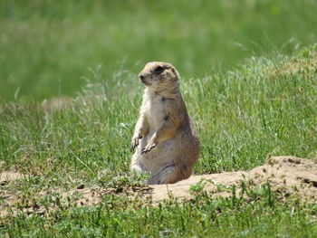 Duck sitting on field