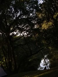 Low angle view of trees in forest