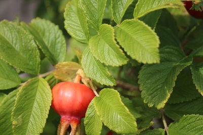 Close-up of red berries growing on plant