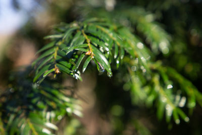Close-up of raindrops on pine tree
