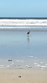 Seagulls on beach