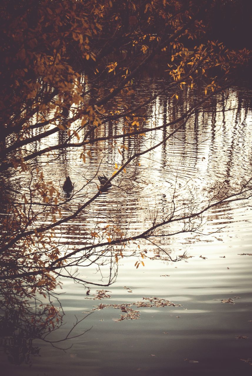 water, tree, reflection, tranquility, lake, nature, tranquil scene, puddle, beauty in nature, scenics, branch, outdoors, wet, high angle view, autumn, river, season, leaf, no people, idyllic