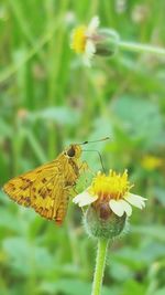 Close-up of butterfly perching on yellow flower