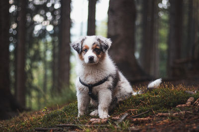 Adorable blue merle puppy, australian shepherd discovering new smells in a beautiful forest