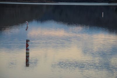 Reflection of trees in water