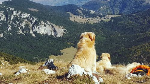 View of a dog relaxing on rock