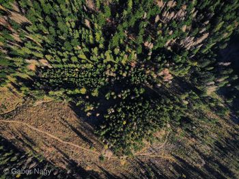 High angle view of tree in forest