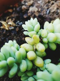 High angle view of succulent plant