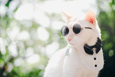 Close-up of a cat looking away