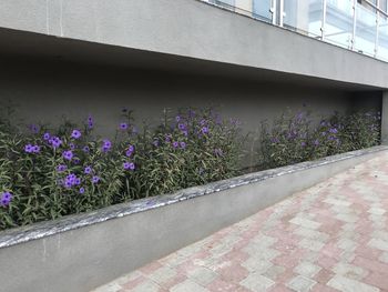 Purple flowering plants on footpath by building