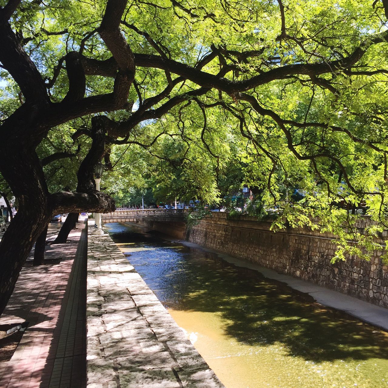 tree, growth, park - man made space, footpath, branch, the way forward, water, tranquility, walkway, nature, green color, railing, sunlight, shadow, beauty in nature, park, tranquil scene, plant, pathway, outdoors