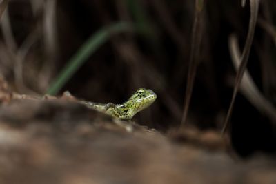 Close-up of lizard on leaf