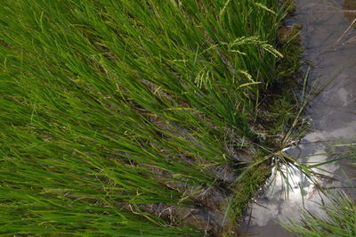 Close-up of fresh green grass