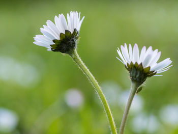 Close-up of insect on white flower