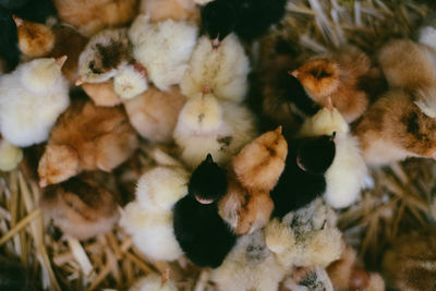 High angle view of chick in nest