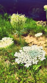 Close-up of white flowers blooming outdoors