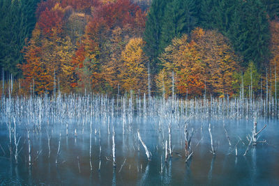 Scenic view of lake in forest during autumn