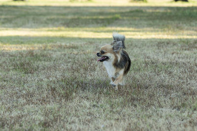 Dog running on field