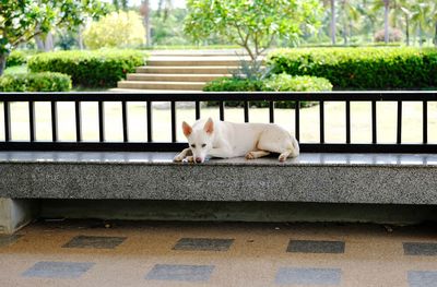 Dog and cat on plants