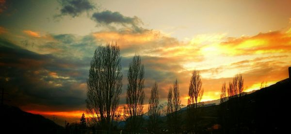 Silhouette of trees at sunset