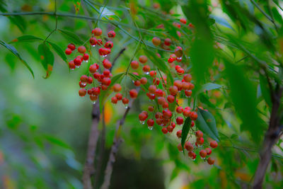 Close-up of red berries growing on tree