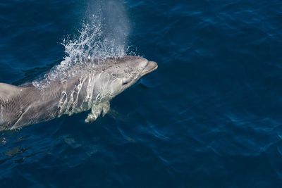 Dolphin in the sea