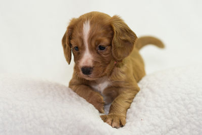 Close-up portrait of puppy on bed