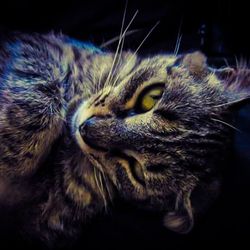 Close-up of cat looking away